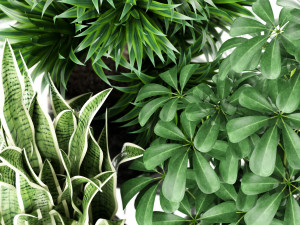Plants collection 144 MAIA Model 3D