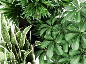 Plants collection 144 MAIA 3D Model