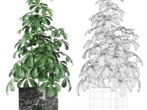 Plants collection 144 MAIA Model 3D