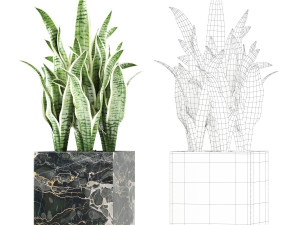 Plants collection 144 MAIA Model 3D