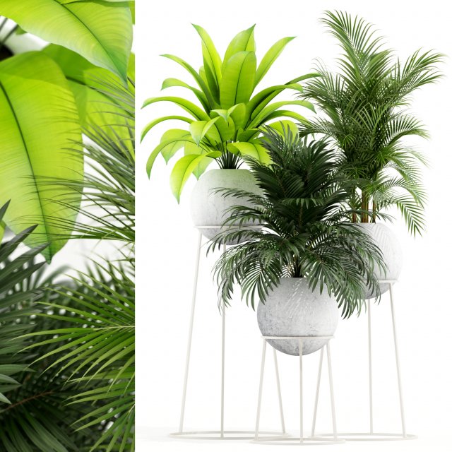 Plants collection 145 PIEDRA LUNA 3D Model .c4d .max .obj .3ds .fbx .stl .blend 