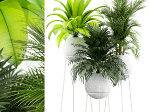 Plants collection 145 PIEDRA LUNA 3D Model