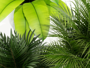 Plants collection 145 PIEDRA LUNA 3D Model
