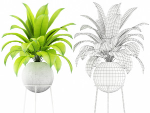 Plants collection 145 PIEDRA LUNA 3D Model