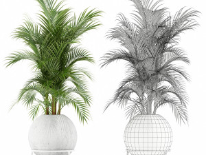Plants collection 145 PIEDRA LUNA 3D Model