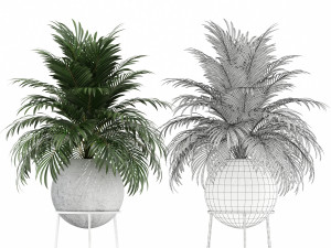 Plants collection 145 PIEDRA LUNA 3D Model