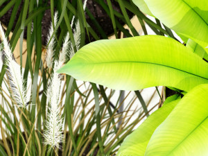 Plants collection 146 AGATA 3D Model