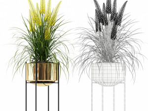 Plants collection 146 AGATA 3D Model