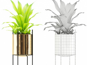 Plants collection 146 AGATA 3D Model