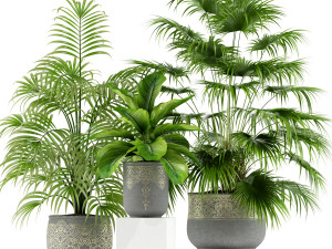 Plants collection 147 Modelo 3D