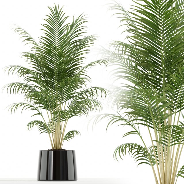 Plants collection 148 3D 모델 .c4d .max .obj .3ds .fbx .stl .blend 