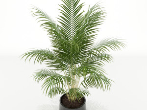 Plants collection 148 3D 모델