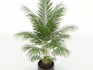 Plants collection 148 3D Model