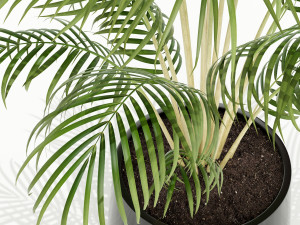 Plants collection 148 3D 모델