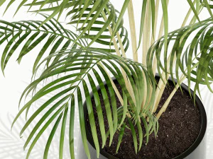 Plants collection 148 3D Model