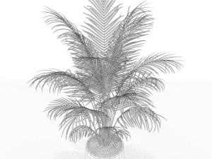 Plants collection 148 3D 모델