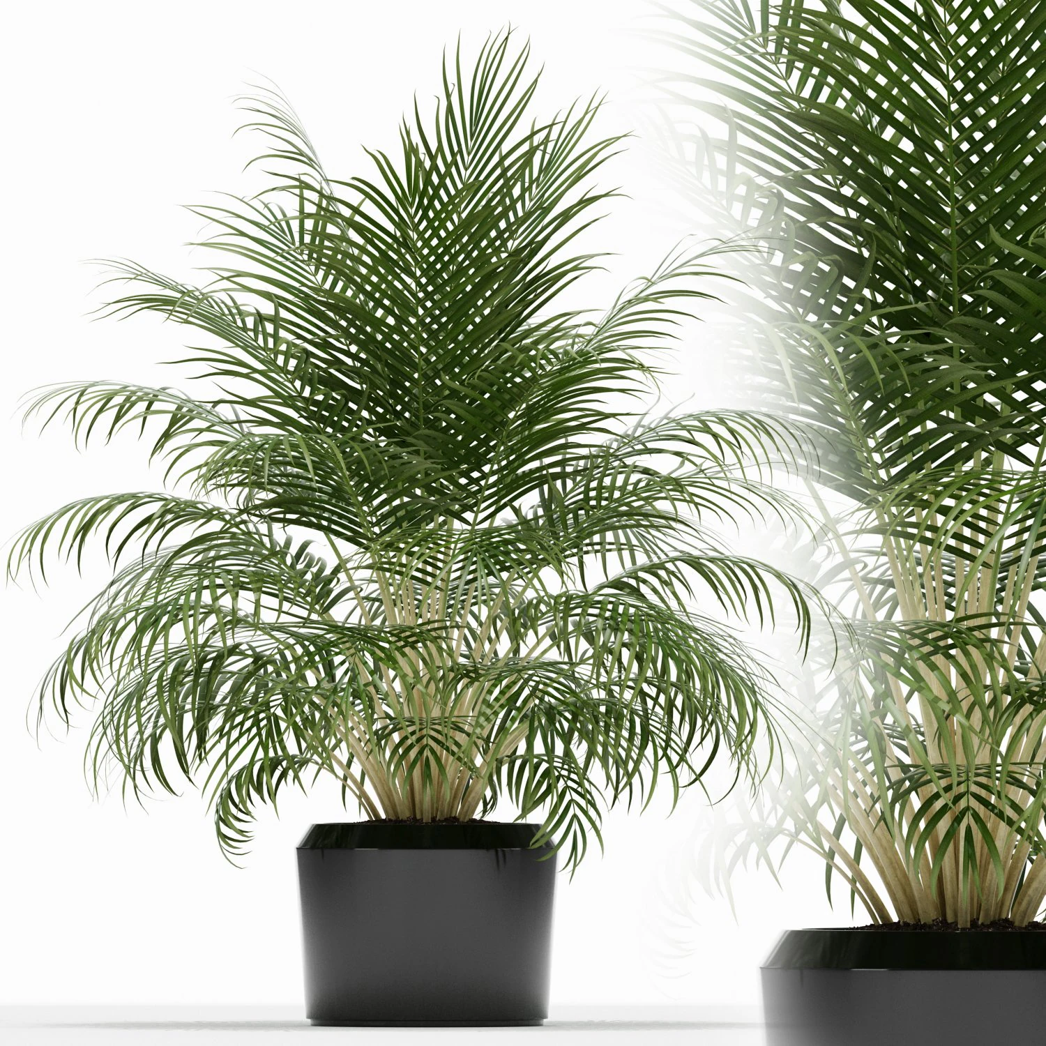 Plants collection 149 3D Model .c4d .max .obj .3ds .fbx .stl .blend 
