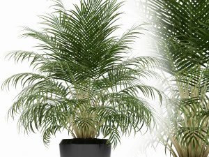 Bitki koleksiyonu 149 3D Model