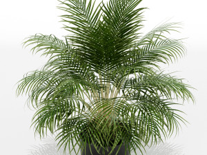 Plants collection 149 3D Модель
