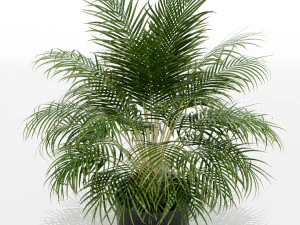 Plants collection 149 3D Model