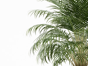 Plants collection 149 3D Модель