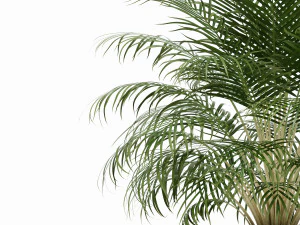 Plants collection 149 3D Model