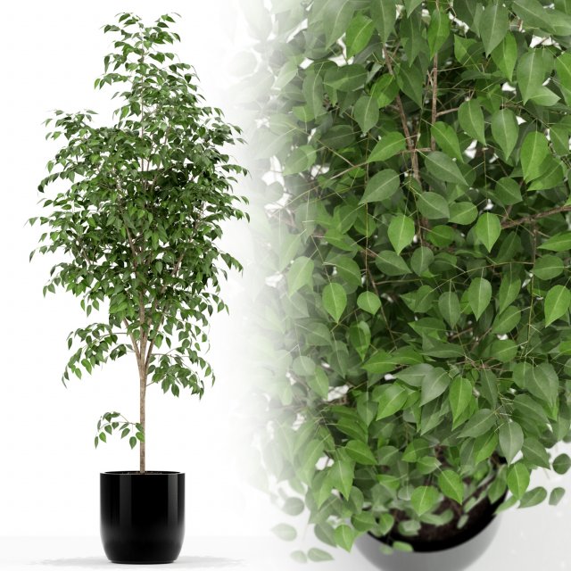 Plants collection 151 Model 3D .c4d .max .obj .3ds .fbx .stl .blend