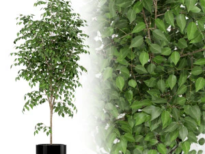 植物コレクション 151 3Dモデル