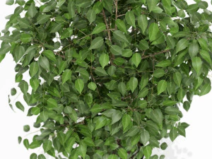 Plants collection 151 3D Model