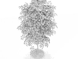 Plants collection 151 Model 3D