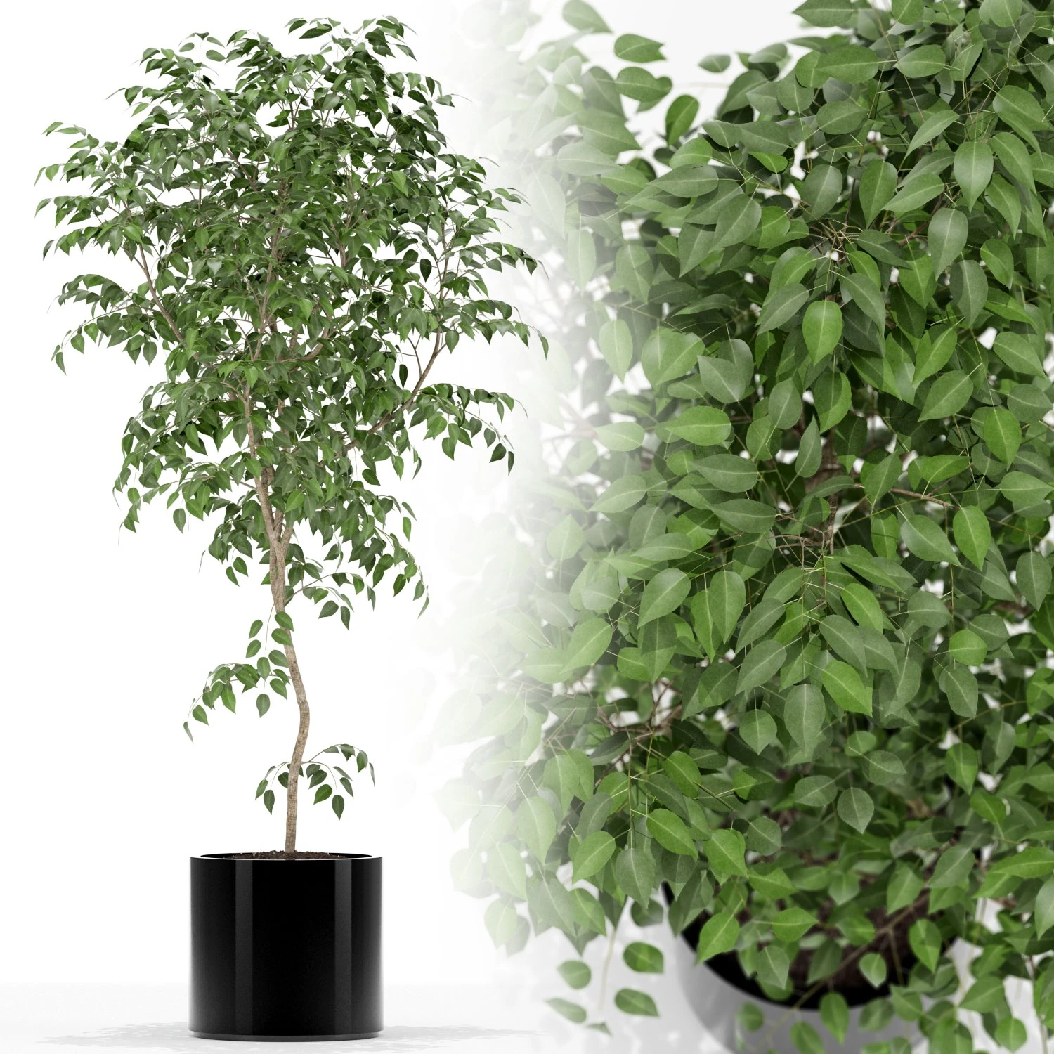 Plants collection 152 3D Model .c4d .max .obj .3ds .fbx .stl .blend