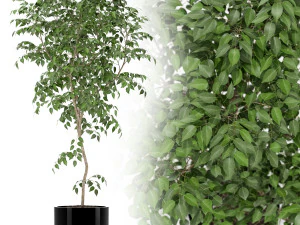 植物コレクション 152 3Dモデル