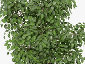 Plants collection 152 3D मॉडल