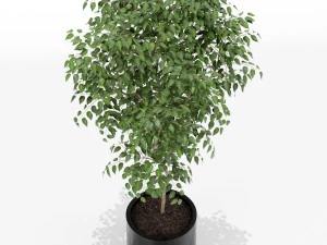 Plants collection 152 3D Model