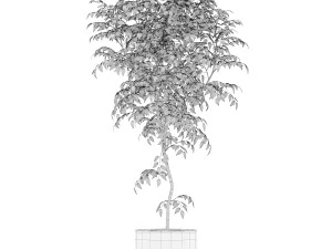 Plants collection 152 3D Model