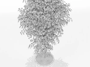 Plants collection 152 3D Model