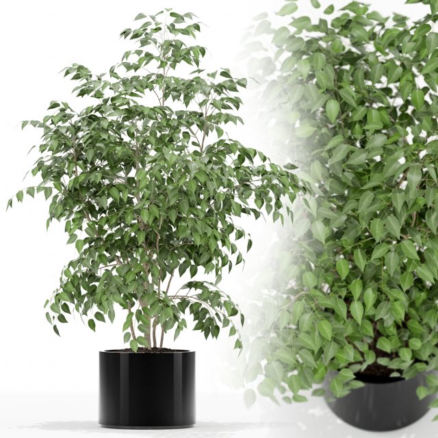 Plants collection 153 3D-Modell .c4d .max .obj .3ds .fbx .stl .blend 