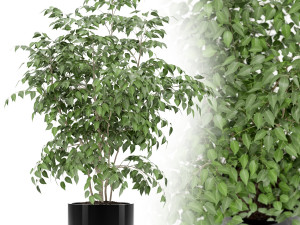 Plants collection 153 3D Model