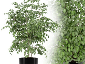 Коллекция растений 153 3D Модель