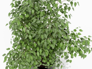 Plants collection 153 3D-Modell