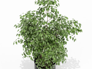 Plants collection 153 3D-Modell