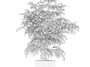 Plants collection 153 3D-Modell