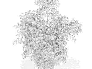 Plants collection 153 3D-Modell