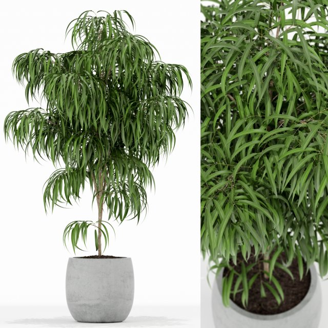 Plants collection 153 3D Model .c4d .max .obj .3ds .fbx .stl .blend