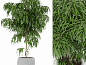 Plants collection 153 3D 모델