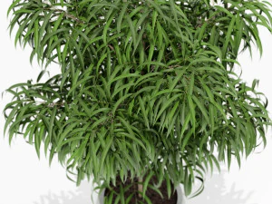 Plants collection 153 3D Model