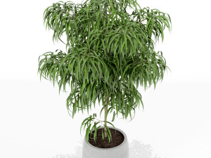 Plants collection 153 3D Model