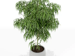 Plants collection 153 3D Model