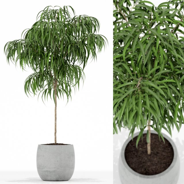 Plants collection 155 3D 모델 .c4d .max .obj .3ds .fbx .stl .blend 