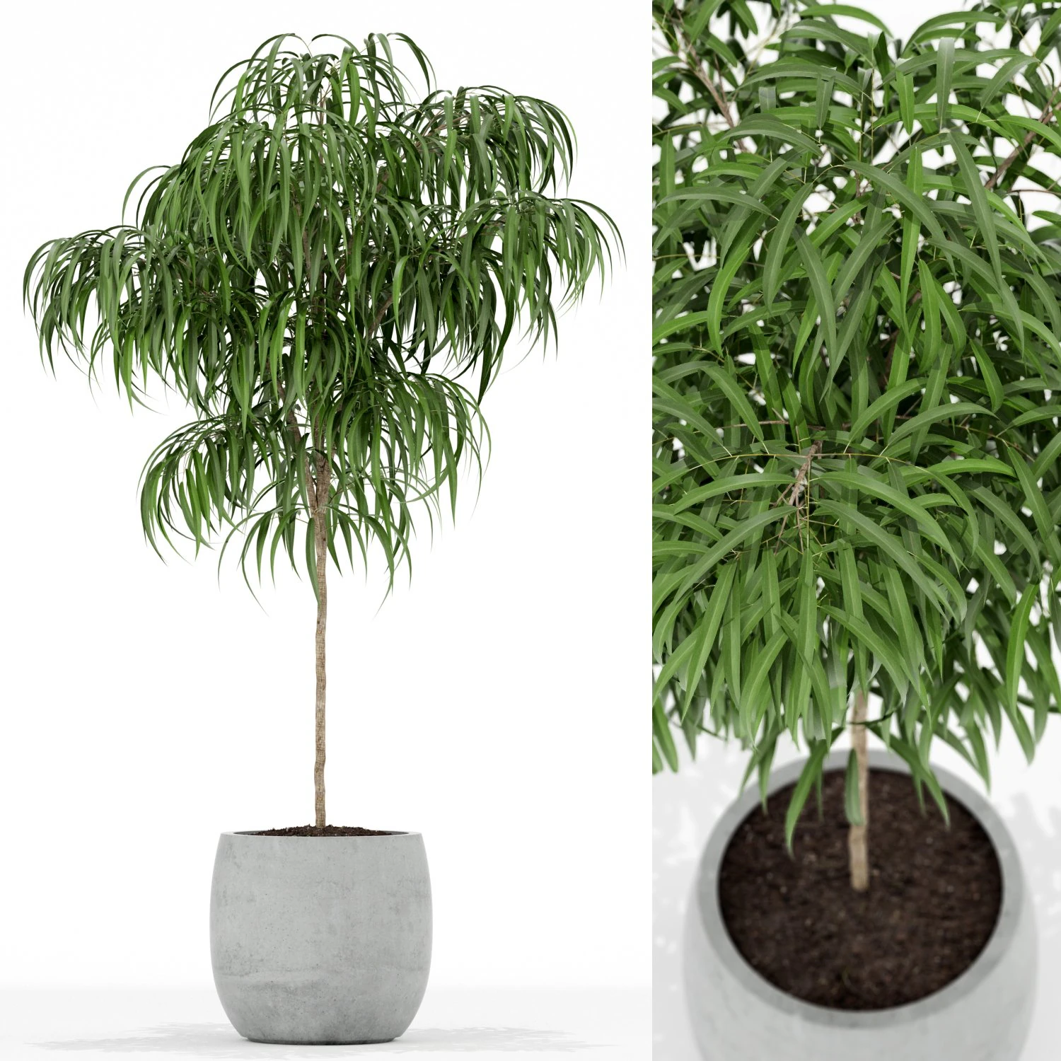 Plants collection 155 3D Model .c4d .max .obj .3ds .fbx .stl .blend